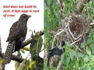 Koel does not build its
nest. It lays eggs in nest
of crow.
 