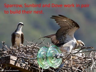 Sparrow, Sunbird and Dove work in pair
to build their nest. `
 