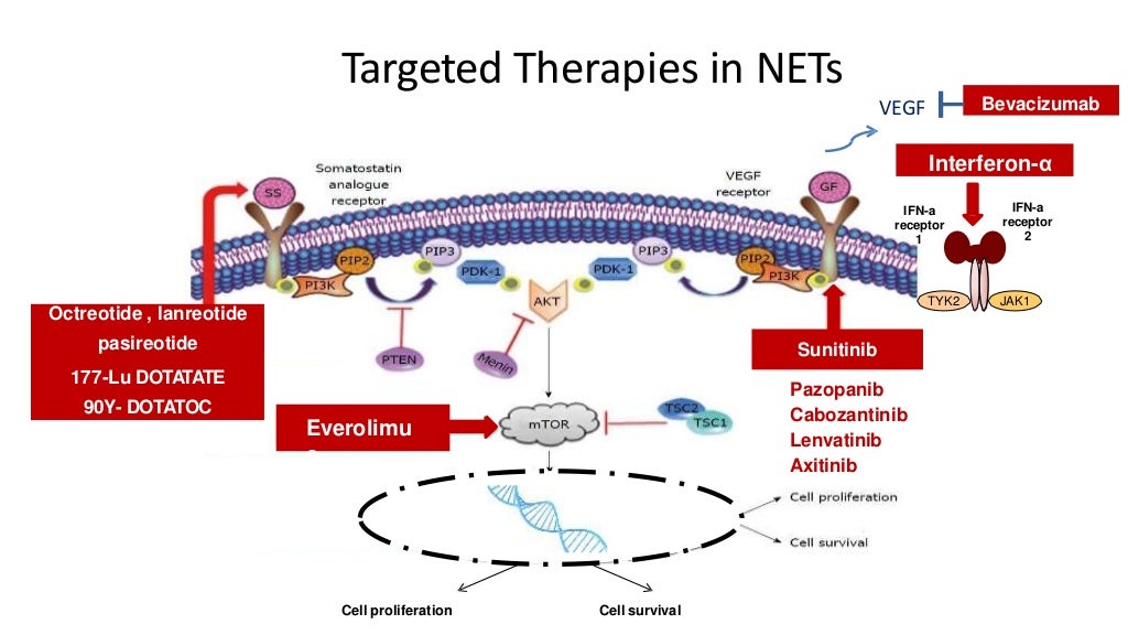 Neuroendocrine Tumors in 2019
