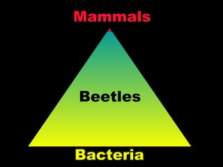 Mammals Bacteria Beetles 