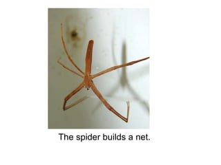The spider builds a net. 