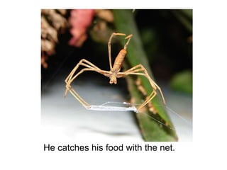 He catches his food with the net. 