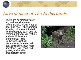 Environment of The Netherlands There are numerous water, air, and marsh animals.  There are also many kinds of deer and fox.  Other animals include, but are not limited to, the badger, boar, and the common beaver.  All reptiles and amphibians are endangered.  The Netherlands natural resources include natural gas, petroleum, peat moss, limestone, salt, sand and gravel, and arable ground(farm land). 
