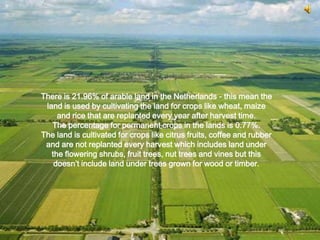 There is 21.96% of arable land in the Netherlands - this mean the
 land is used by cultivating the land for crops like wheat, maize
     and rice that are replanted every year after harvest time.
   The percentage for permanent crops in the lands is 0.77%.
The land is cultivated for crops like citrus fruits, coffee and rubber
 and are not replanted every harvest which includes land under
   the flowering shrubs, fruit trees, nut trees and vines but this
    doesn’t include land under trees grown for wood or timber.
 
