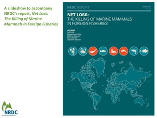 A slideshow to accompany
NRDC’s report, Net Loss:
The Killing of Marine
Mammals in Foreign Fisheries

 