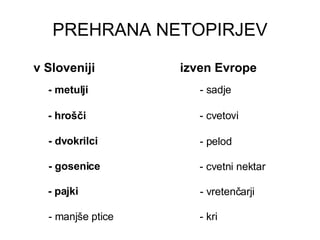PREHRANA NETOPIRJEV <ul><li>v Sloveniji </li></ul><ul><li>izven Evrope </li></ul>- metulji - hrošči - dvokrilci - pajki - ...