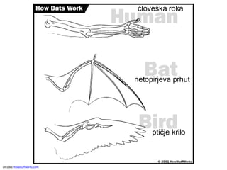 vir slike:  howstuffworks.com človeška roka netopirjeva prhut ptičje krilo 