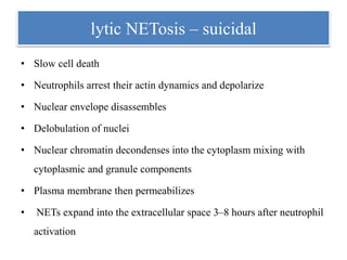 lytic NETosis – suicidal
• Slow cell death
• Neutrophils arrest their actin dynamics and depolarize
• Nuclear envelope disassembles
• Delobulation of nuclei
• Nuclear chromatin decondenses into the cytoplasm mixing with
cytoplasmic and granule components
• Plasma membrane then permeabilizes
• NETs expand into the extracellular space 3–8 hours after neutrophil
activation
 