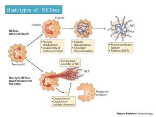 Basic types of NETosis
 