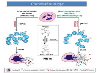 Other classification types
 