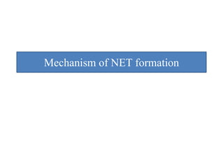 Mechanism of NET formation
 