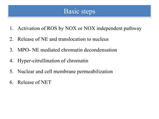 Basic steps
1. Activation of ROS by NOX or NOX independent pathway
2. Release of NE and translocation to nucleus
3. MPO- NE mediated chromatin decondensation
4. Hyper-citrullination of chromatin
5. Nuclear and cell membrane permeabilization
6. Release of NET
 