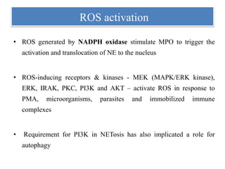 ROS activation
• ROS generated by NADPH oxidase stimulate MPO to trigger the
activation and translocation of NE to the nucleus
• ROS-inducing receptors & kinases - MEK (MAPK/ERK kinase),
ERK, IRAK, PKC, PI3K and AKT – activate ROS in response to
PMA, microorganisms, parasites and immobilized immune
complexes
• Requirement for PI3K in NETosis has also implicated a role for
autophagy
 
