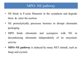 MPO- NE pathway
• NE binds to F-actin filaments in the cytoplasm and degrade
them & enter the nucleus
• NE proteolytically processes histones to disrupt chromatin
packaging
• MPO binds chromatin and synergizes with NE in
decondensing chromatin independently of its enzymatic
activity
• MPO–NE pathway is induced by many NET stimuli, such as
fungi and crystals
 
