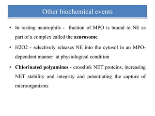 Other biochemical events
• In resting neutrophils - fraction of MPO is bound to NE as
part of a complex called the azurosome
• H2O2 - selectively releases NE into the cytosol in an MPO-
dependent manner at physiological condition
• Chlorinated polyamines - crosslink NET proteins, increasing
NET stability and integrity and potentiating the capture of
microorganisms
 