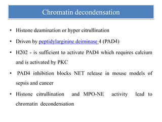 Chromatin decondensation
• Histone deamination or hyper citrullination
• Driven by peptidylarginine deiminase 4 (PAD4)
• H202 - is sufficient to activate PAD4 which requires calcium
and is activated by PKC
• PAD4 inhibition blocks NET release in mouse models of
sepsis and cancer
• Histone citrullination and MPO-NE activity lead to
chromatin decondensation
 