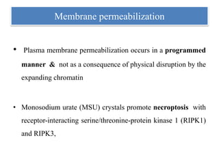 Membrane permeabilization
• Plasma membrane permeabilization occurs in a programmed
manner & not as a consequence of physical disruption by the
expanding chromatin
• Monosodium urate (MSU) crystals promote necroptosis with
receptor-interacting serine/threonine-protein kinase 1 (RIPK1)
and RIPK3,
 