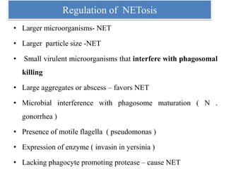 Regulation of NETosis
• Larger microorganisms- NET
• Larger particle size -NET
• Small virulent microorganisms that interfere with phagosomal
killing
• Large aggregates or abscess – favors NET
• Microbial interference with phagosome maturation ( N .
gonorrhea )
• Presence of motile flagella ( pseudomonas )
• Expression of enzyme ( invasin in yersinia )
• Lacking phagocyte promoting protease – cause NET
 