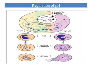 Regulation of pH
 