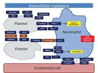 Intercellular regulation
 