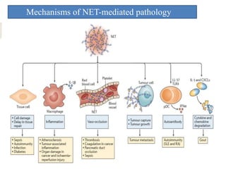 Mechanisms of NET-mediated pathology
 