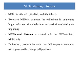 NETs damage tissues
• NETs directly kill epithelial , endothelial cells
• Excessive NETosis damages the epithelium in pulmonary
fungal infection & endothelium in transfusion-related acute
lung injury
• NET-bound histones - central role in NET-mediated
cytotoxicity
• Defensins , permeabilize cells and NE targets extracellular
matrix proteins that disrupt cell junctions
 