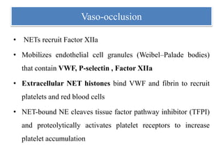 Vaso-occlusion
• NETs recruit Factor XIIa
• Mobilizes endothelial cell granules (Weibel–Palade bodies)
that contain VWF, P-selectin , Factor XIIa
• Extracellular NET histones bind VWF and fibrin to recruit
platelets and red blood cells
• NET-bound NE cleaves tissue factor pathway inhibitor (TFPI)
and proteolytically activates platelet receptors to increase
platelet accumulation
 