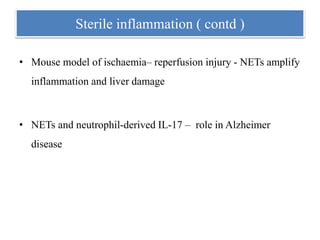 Sterile inflammation ( contd )
• Mouse model of ischaemia– reperfusion injury - NETs amplify
inflammation and liver damage
• NETs and neutrophil-derived IL-17 – role in Alzheimer
disease
 