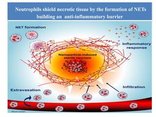 Neutrophils shield necrotic tissue by the formation of NETs
building an anti-inflammatory barrier
 