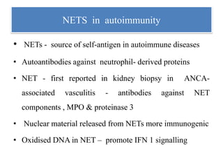 NETS in autoimmunity
• NETs - source of self-antigen in autoimmune diseases
• Autoantibodies against neutrophil- derived proteins
• NET - first reported in kidney biopsy in ANCA-
associated vasculitis - antibodies against NET
components , MPO & proteinase 3
• Nuclear material released from NETs more immunogenic
• Oxidised DNA in NET – promote IFN 1 signalling
 