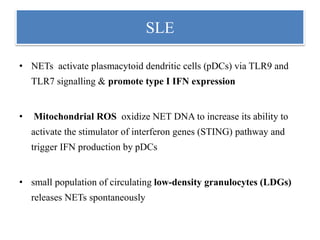 SLE
• NETs activate plasmacytoid dendritic cells (pDCs) via TLR9 and
TLR7 signalling & promote type I IFN expression
• Mitochondrial ROS oxidize NET DNA to increase its ability to
activate the stimulator of interferon genes (STING) pathway and
trigger IFN production by pDCs
• small population of circulating low-density granulocytes (LDGs)
releases NETs spontaneously
 