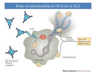 Roles of mitochondria in NETosis in SLE
 