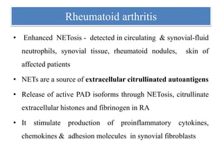 Rheumatoid arthritis
• Enhanced NETosis - detected in circulating & synovial-fluid
neutrophils, synovial tissue, rheumatoid nodules, skin of
affected patients
• NETs are a source of extracellular citrullinated autoantigens
• Release of active PAD isoforms through NETosis, citrullinate
extracellular histones and fibrinogen in RA
• It stimulate production of proinflammatory cytokines,
chemokines & adhesion molecules in synovial fibroblasts
 