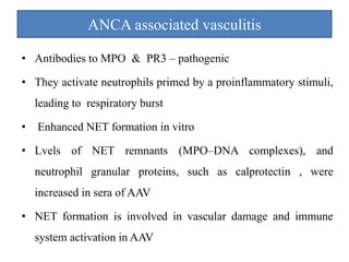 ANCA associated vasculitis
• Antibodies to MPO & PR3 – pathogenic
• They activate neutrophils primed by a proinflammatory stimuli,
leading to respiratory burst
• Enhanced NET formation in vitro
• Lvels of NET remnants (MPO–DNA complexes), and
neutrophil granular proteins, such as calprotectin , were
increased in sera of AAV
• NET formation is involved in vascular damage and immune
system activation in AAV
 