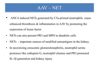 AAV – NET
• ANCA induced NETs generated by C5a-primed neutrophils cause
enhanced thrombosis & inflammation in AAV by promoting the
expression of tissue factor
• NETs can also present PR3 and MPO to dendritic cells
• NETs - important sources of modified autoantigens in the kidney.
• In necrotizing crescentic glomerulonephritis, neutrophil serine
proteases like cathepsin G, neutrophil elastase and PR3 promoted
IL-1β generation and kidney injury
 