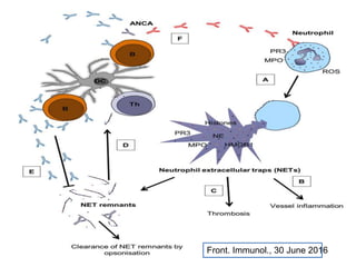Front. Immunol., 30 June 2016
 