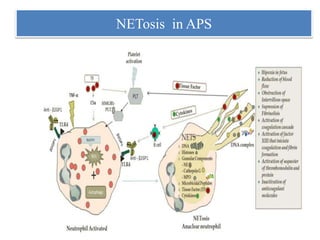 NETosis in APS
 