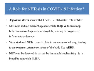A Role for NETosis in COVID-19 Infection?
• Cytokine storm seen with COVID-19 elaborates role of NET
• NETs can induce macrophages to secrete IL1β & form a loop
between macrophages and neutrophils, leading to progressive
inflammatory damage.
• Virus -induced NETs can circulate in an uncontrolled way, leading
to an extreme systemic response of the body like ARDS .
• NETs can be detected in tissues by immunohistochemistry & in
blood by sandwich ELISA
 