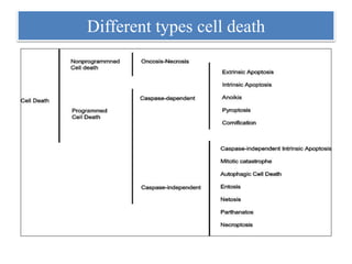 Different types cell death
 