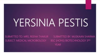 YERSINIA PESTIS
SUBMITTED TO: MRS. REENA THAKUR SUBMITTED BY: MUSKAAN SHARMA
SUBJECT: MEDICAL MICROBIOLOGY BSC (HONS) BIOTECHNOLOGY 3RD
YEAR
 