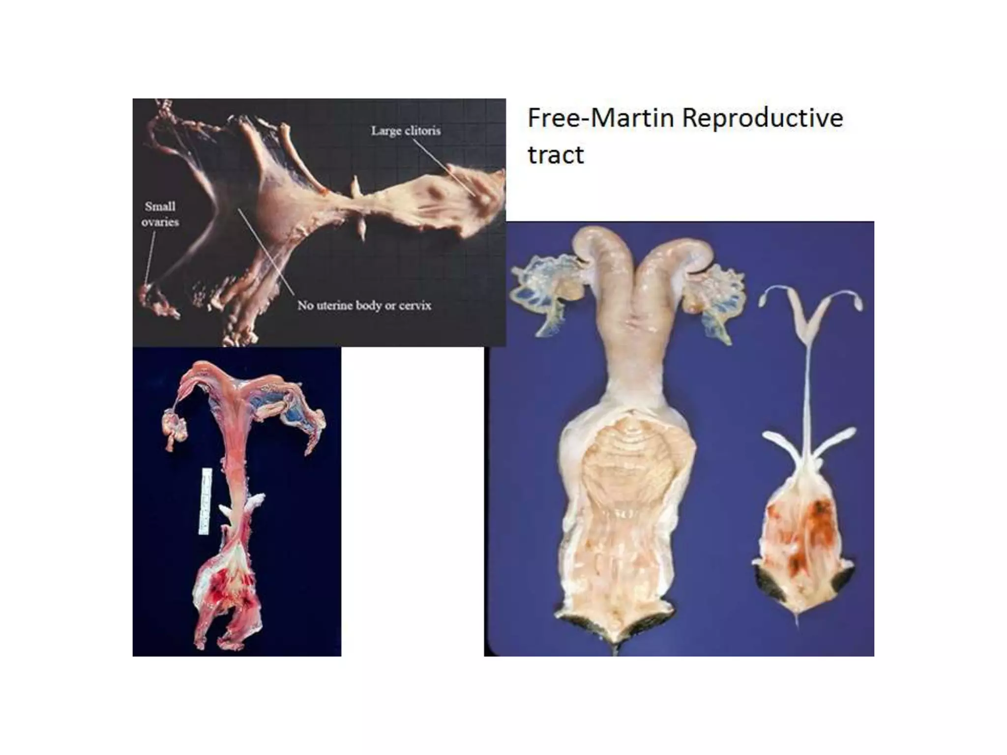 Part 1 - Theriogenology Practical Revision - 1st Term - Class 2012