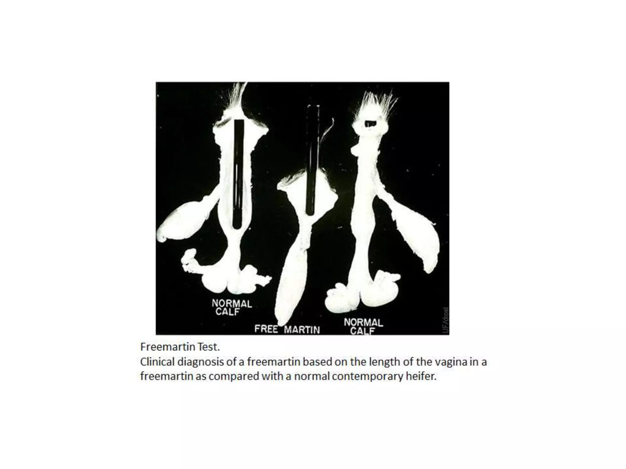Part 1 - Theriogenology Practical Revision - 1st Term - Class 2012