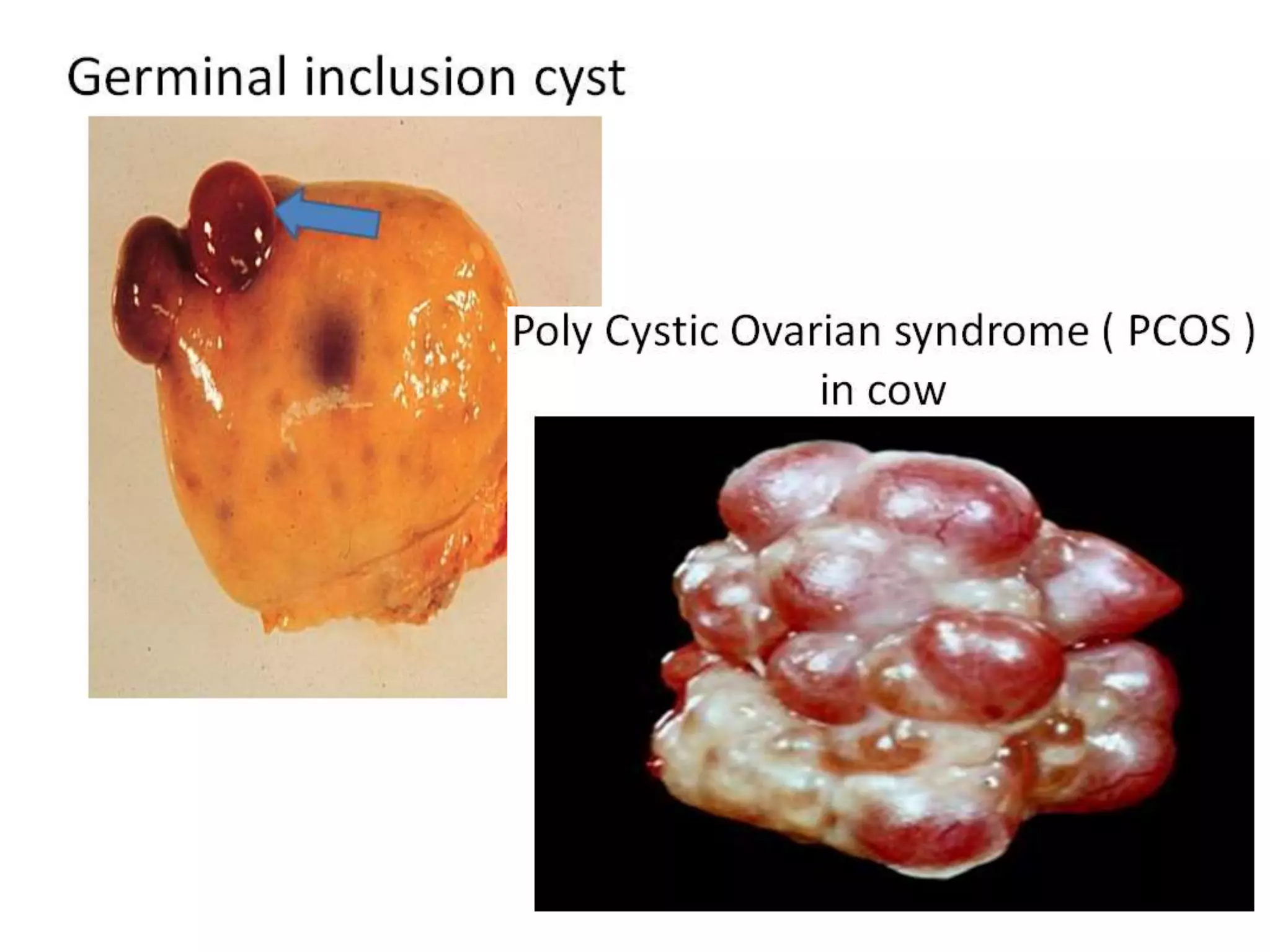 Part 1 - Theriogenology Practical Revision - 1st Term - Class 2012