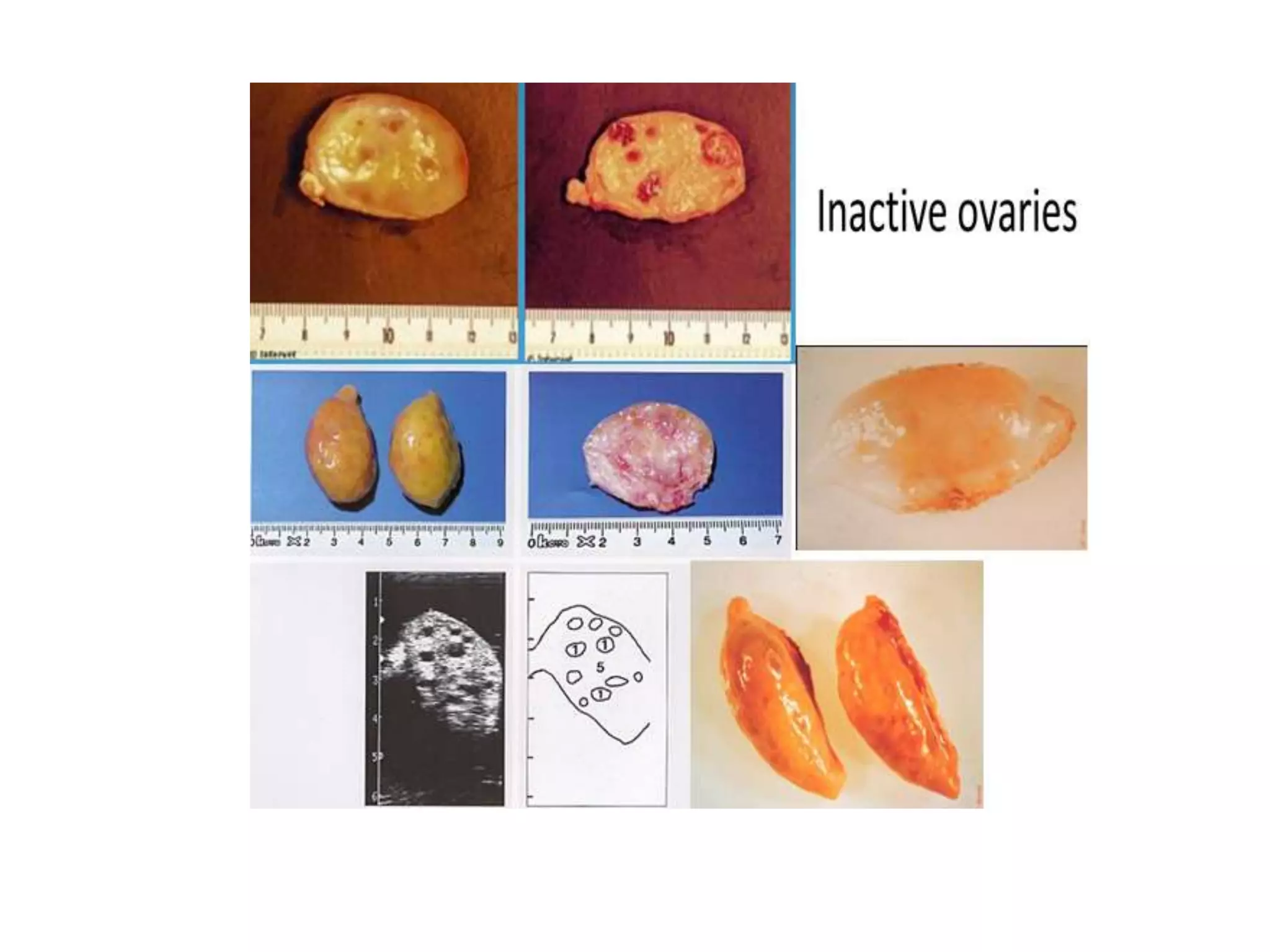 Part 1 - Theriogenology Practical Revision - 1st Term - Class 2012
