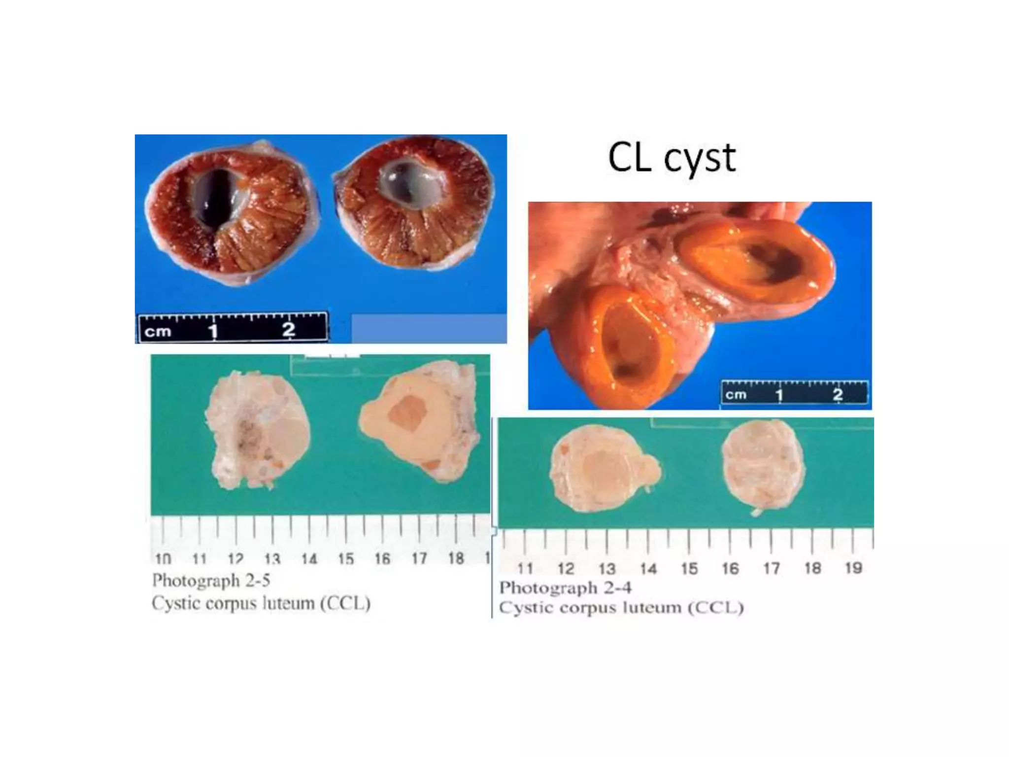 Part 1 - Theriogenology Practical Revision - 1st Term - Class 2012
