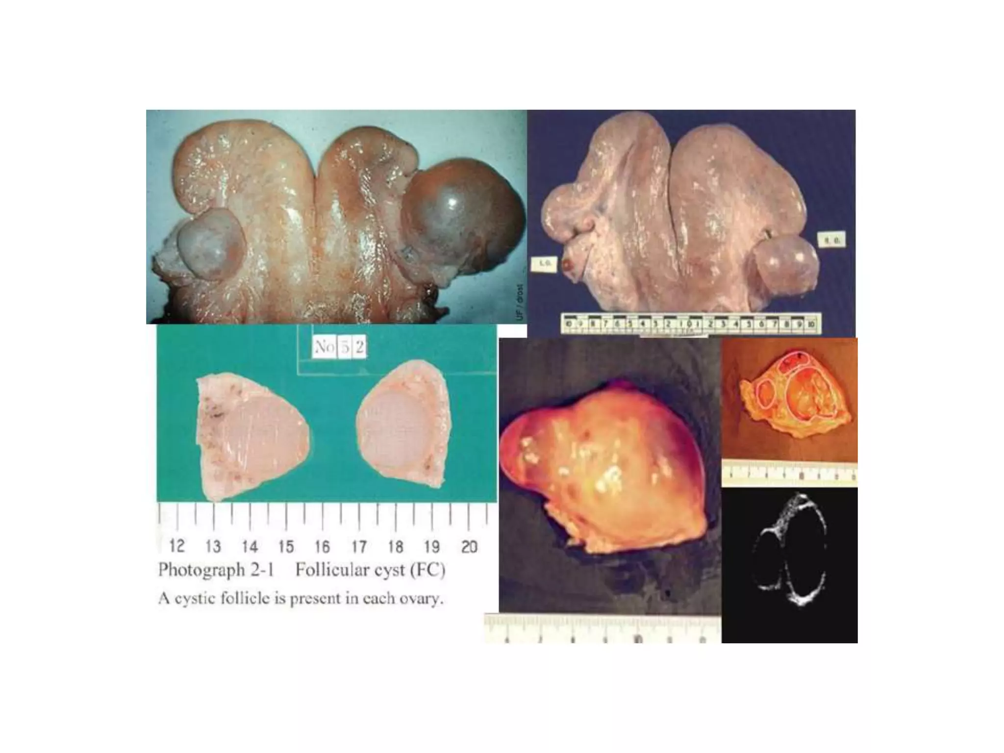 Part 1 - Theriogenology Practical Revision - 1st Term - Class 2012