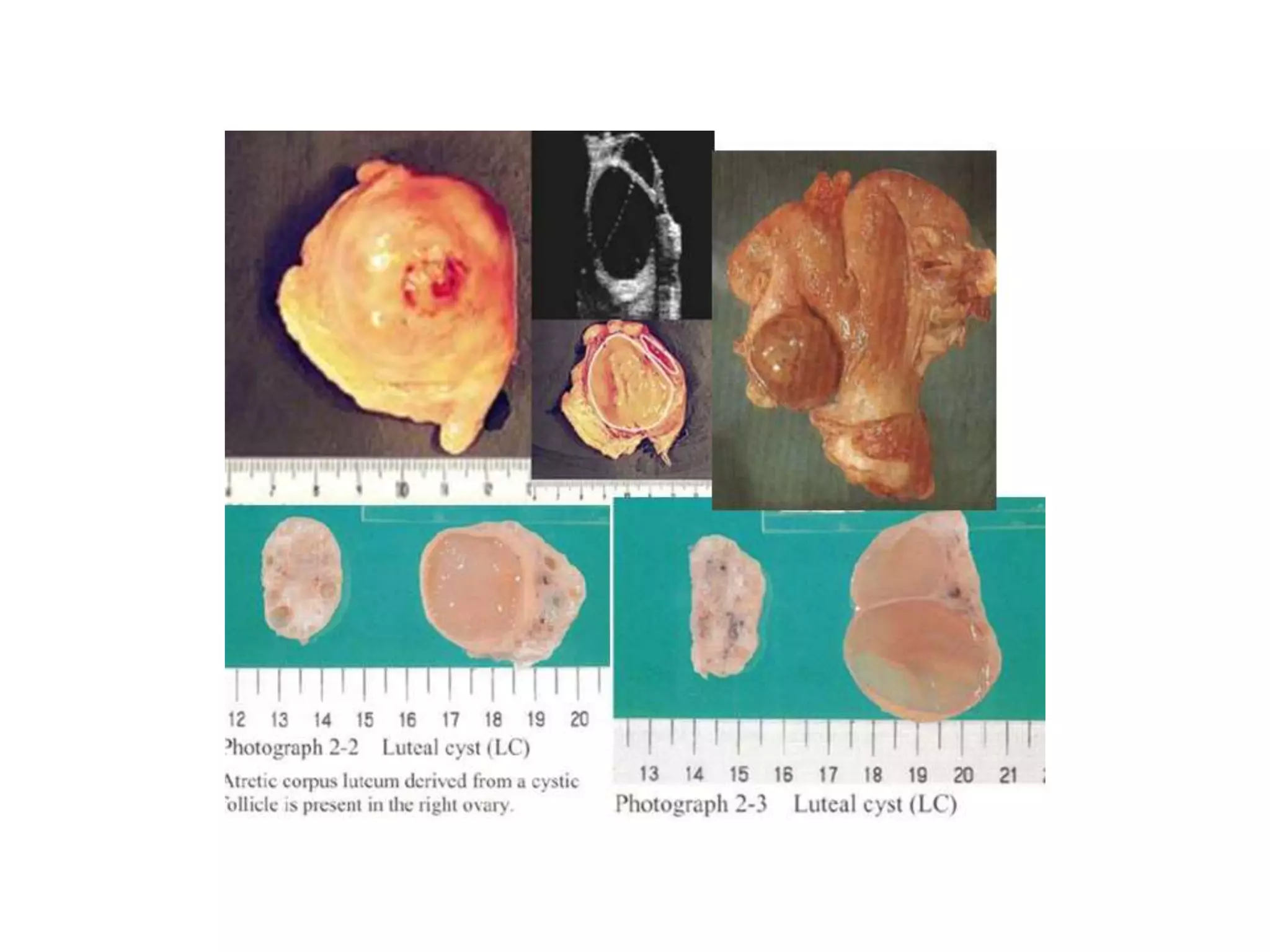 Part 1 - Theriogenology Practical Revision - 1st Term - Class 2012