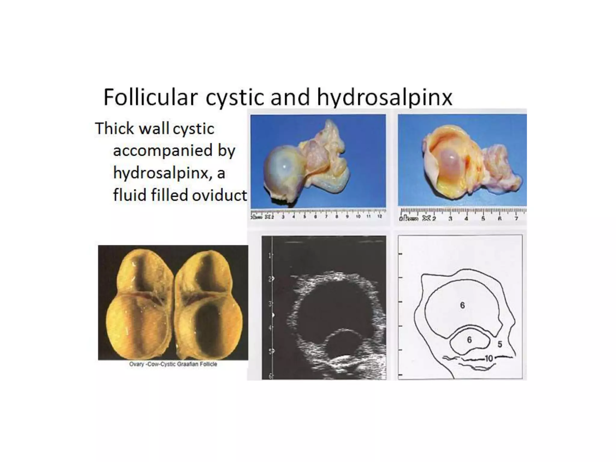 Part 1 - Theriogenology Practical Revision - 1st Term - Class 2012