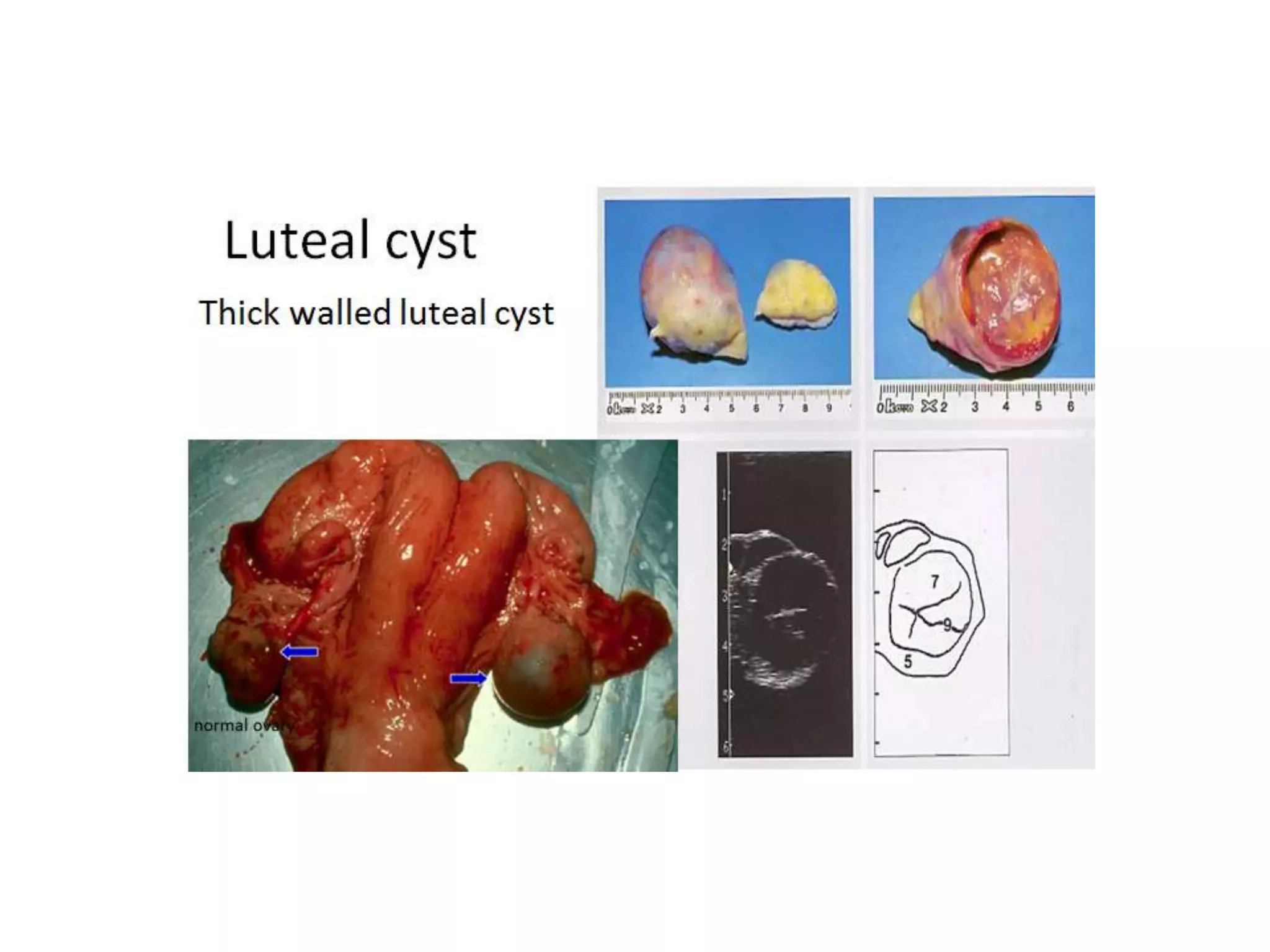 Part 1 - Theriogenology Practical Revision - 1st Term - Class 2012