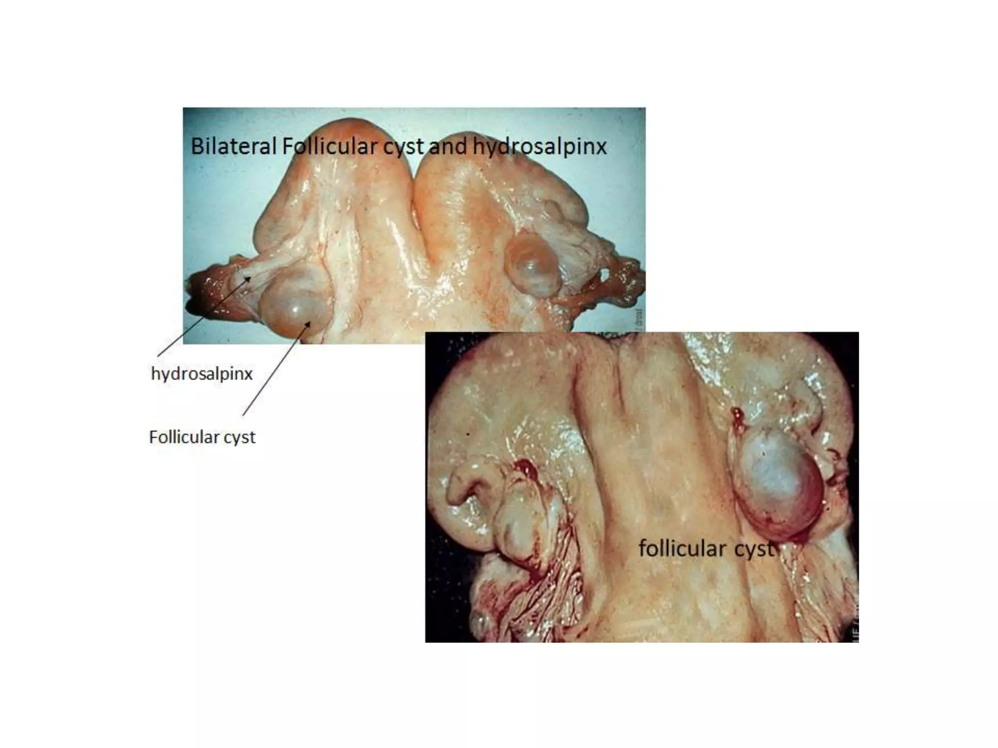Part 1 - Theriogenology Practical Revision - 1st Term - Class 2012
